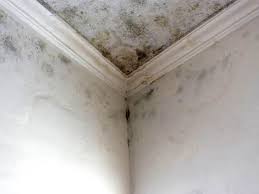 Why You Should Choose Our Mold Remediation Services in Taylor Lake Village, TX